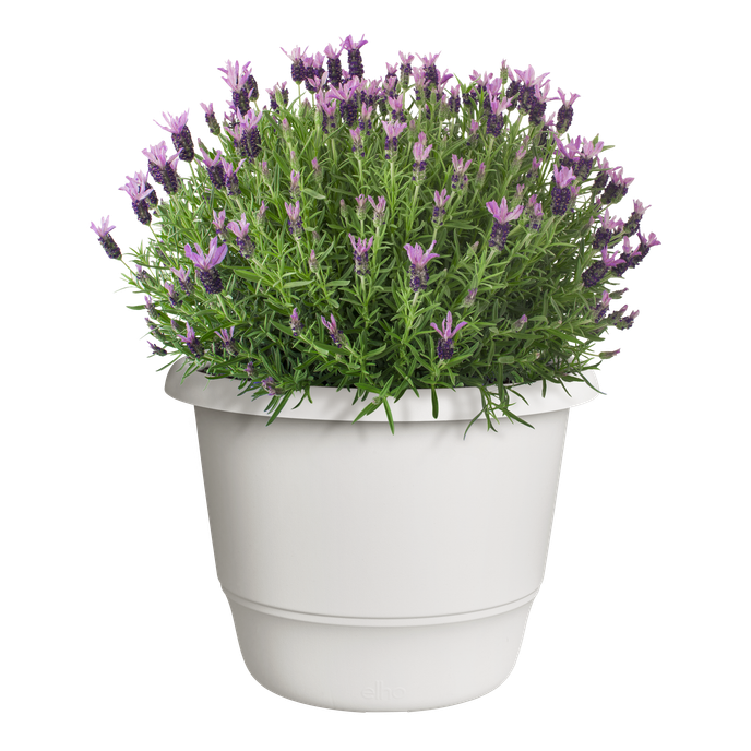 amiga rond 35cm blanc soie